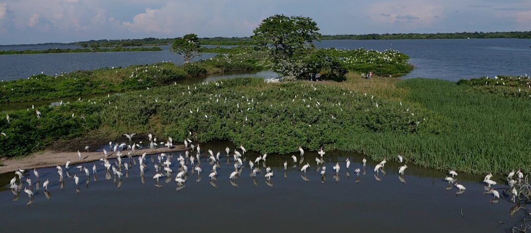 Ciencia ciudadana, clave para conservación de humedales