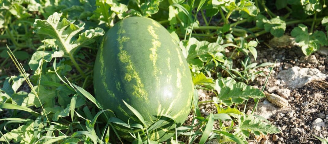 Campo yucateco gana productividad con programa de mecanización de tierras