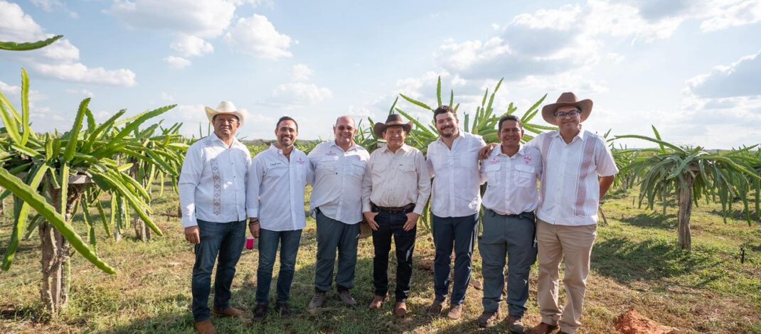 Pitahaya Valley posiciona a Yucatán como referente nacional en producción de pitahaya