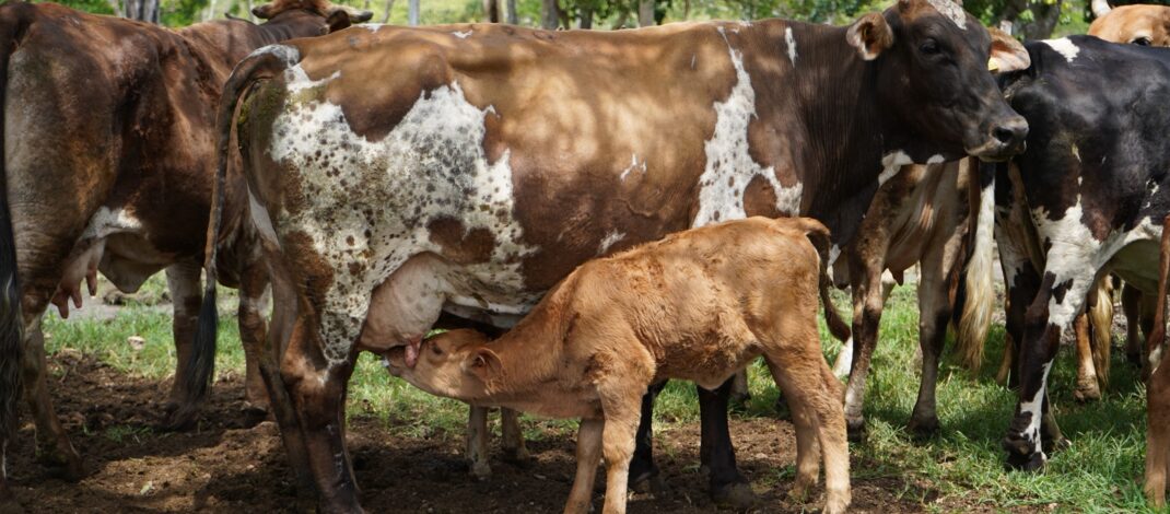 Nacen los primeros siete becerros por inseminación artificial en Yucatán
