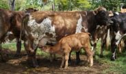 Nacen los primeros siete becerros por inseminación artificial en Yucatán