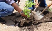 Renacimiento Verde promueve reforestación en Tepakán
