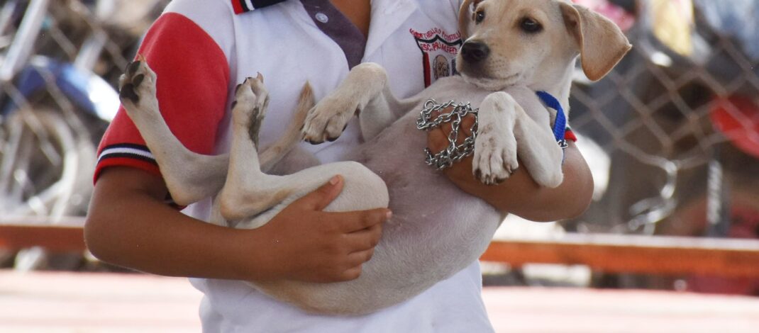 Yucatán mantiene cinco años sin rabia en perros y gatos; SSY llama a la tenencia responsable