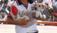 Yucatán mantiene cinco años sin rabia en perros y gatos; SSY llama a la tenencia responsable