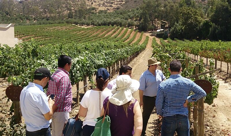 Abre California mayor mercado al vino mexicano